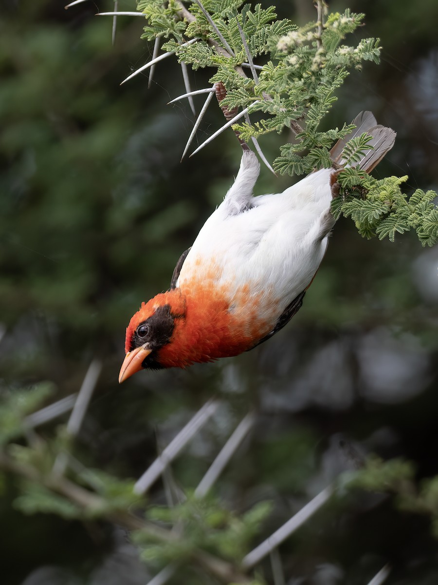 Red-headed Weaver (Northern) - ML636205028