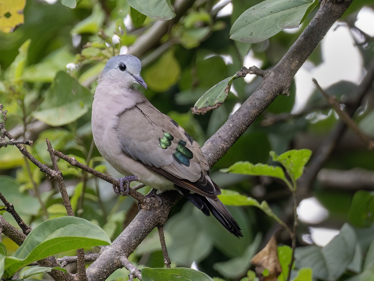Emerald-spotted Wood-Dove - ML636205044
