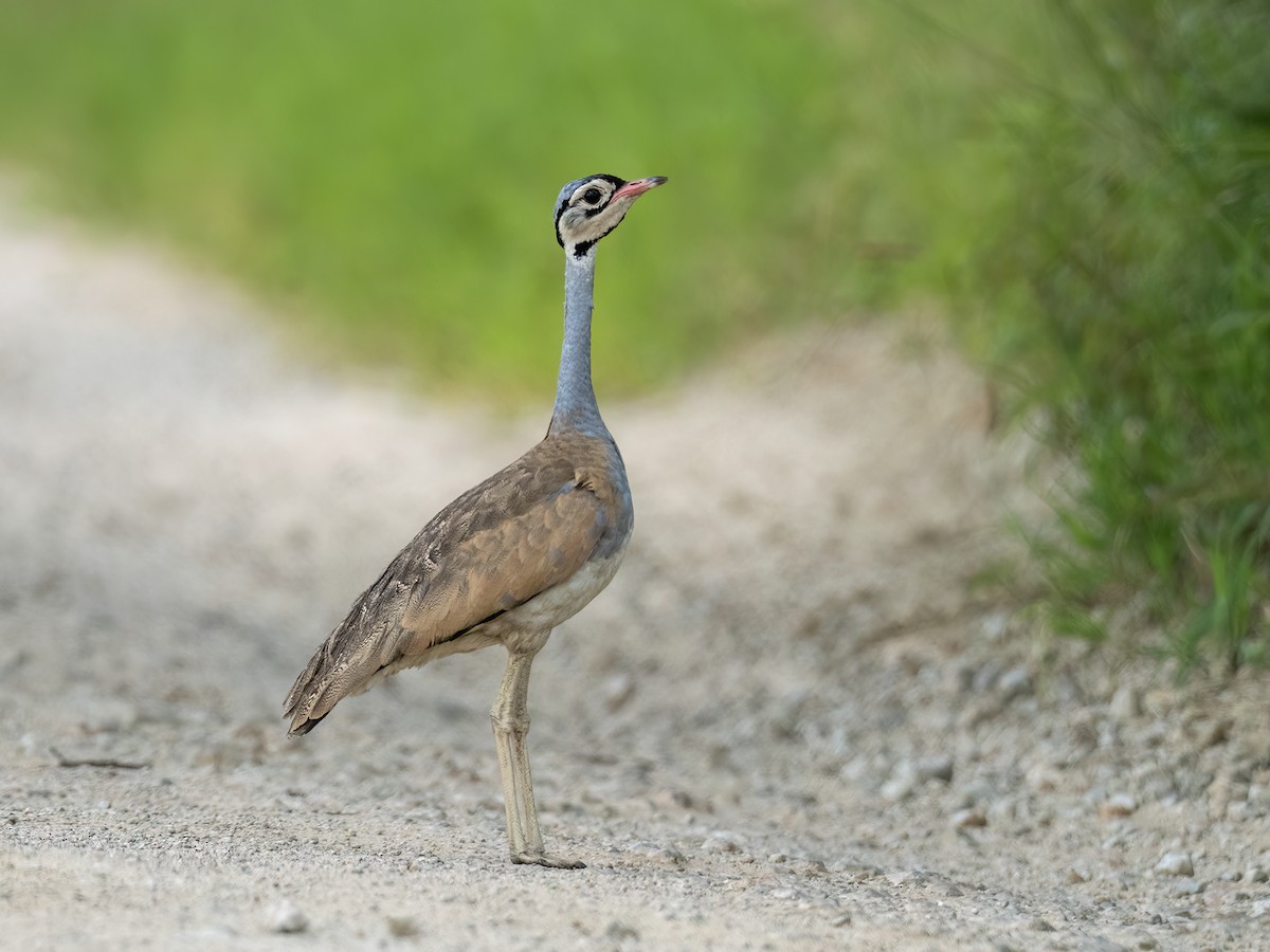 White-bellied Bustard (White-bellied) - ML636205051