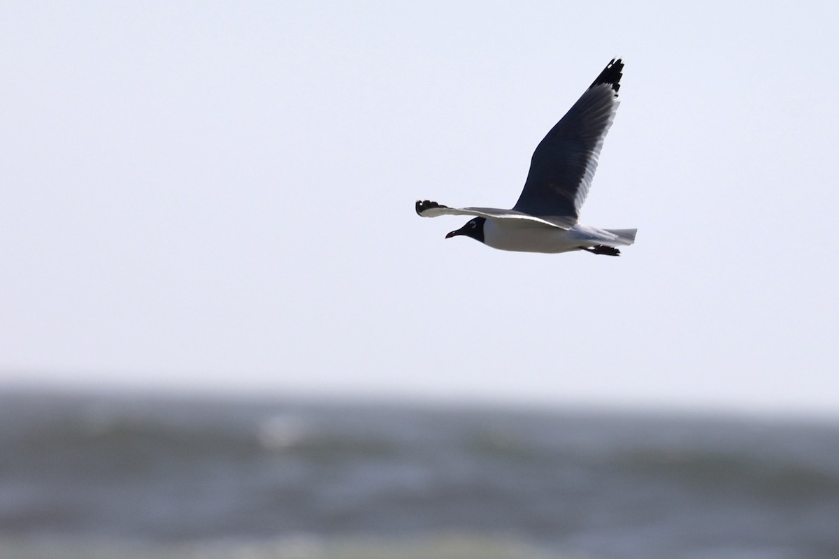 Mouette de Franklin - ML636205052