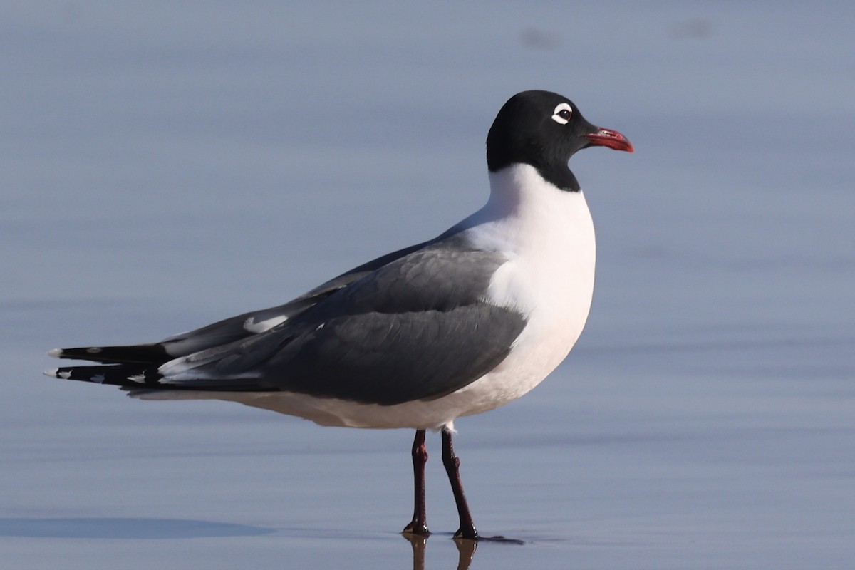 Mouette de Franklin - ML636205054