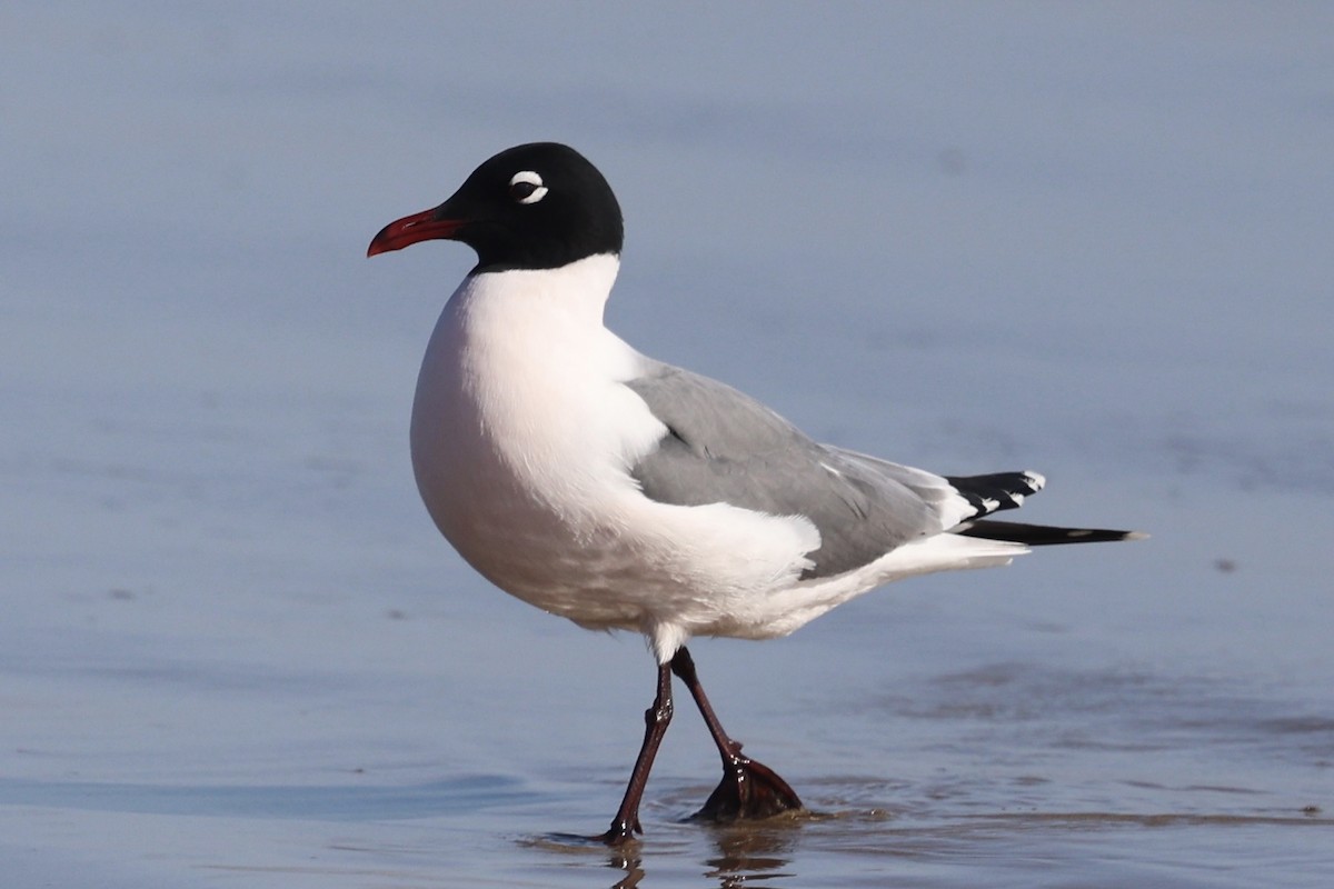 Mouette de Franklin - ML636205055