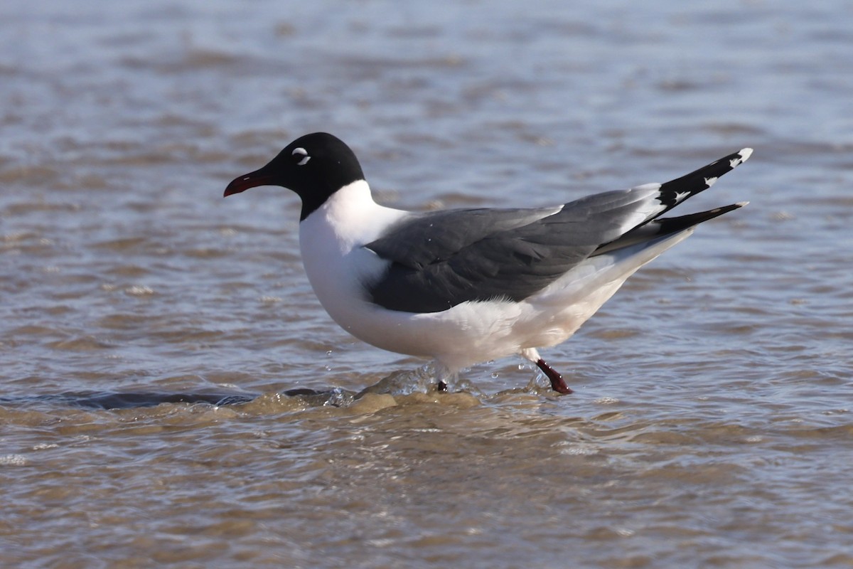 Mouette de Franklin - ML636205056