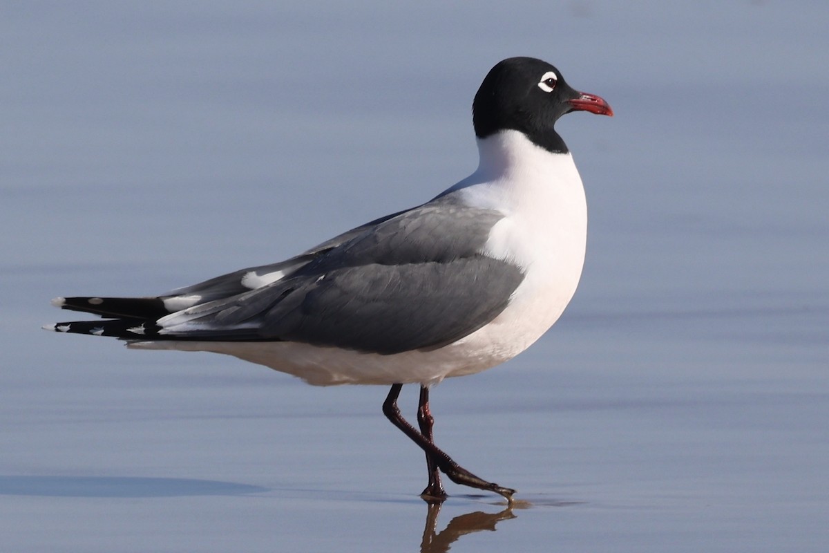 Mouette de Franklin - ML636205057