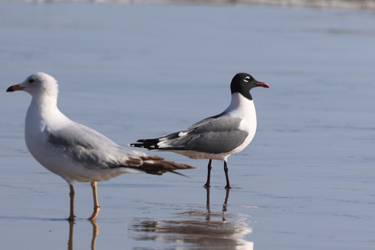 Mouette de Franklin - ML636205058