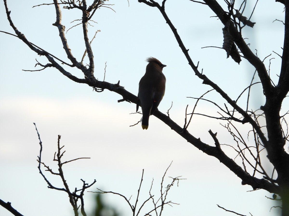Cedar Waxwing - ML636205078