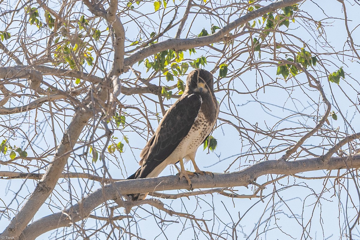 Swainson's Hawk - ML636205138