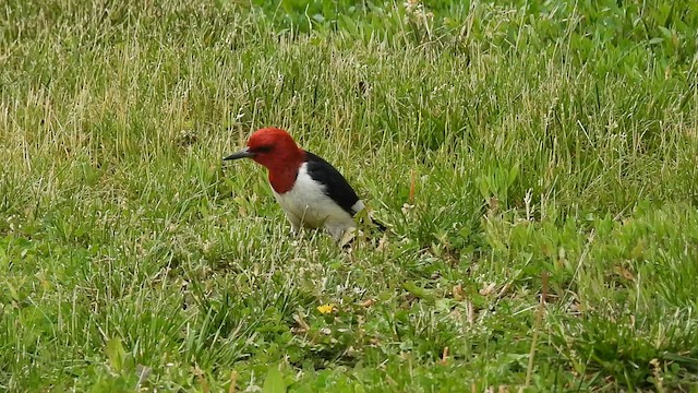 Red-headed Woodpecker - ML636205327