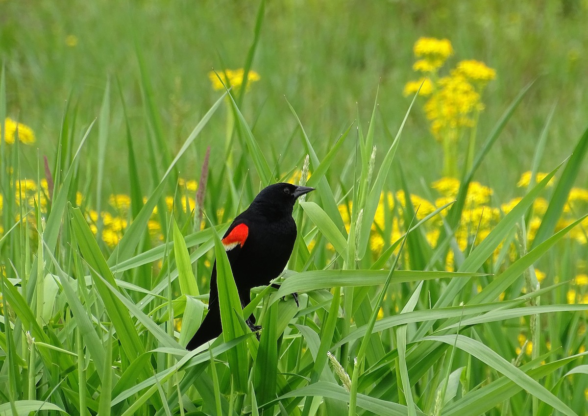Red-winged Blackbird - ML636205336