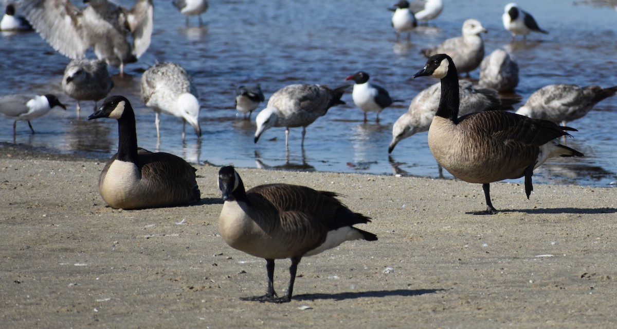 Canada Goose - ML636205349