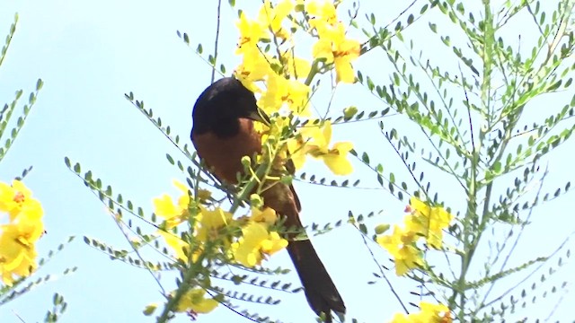Orchard Oriole - ML636205359