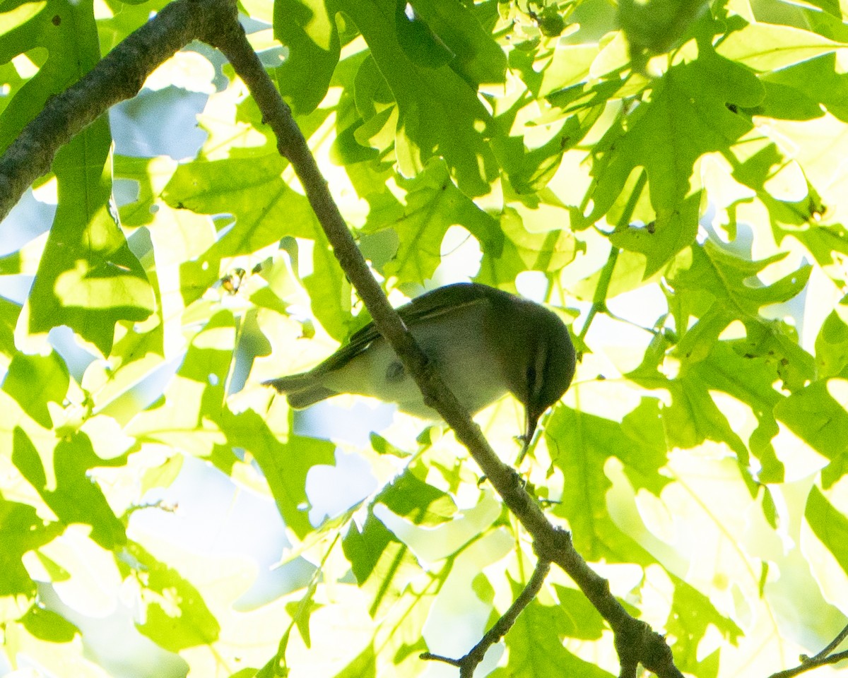 Red-eyed Vireo - ML636205378