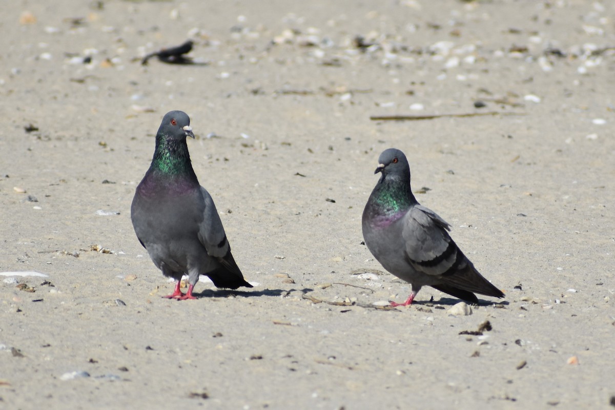 Rock Pigeon (Feral Pigeon) - ML636205433