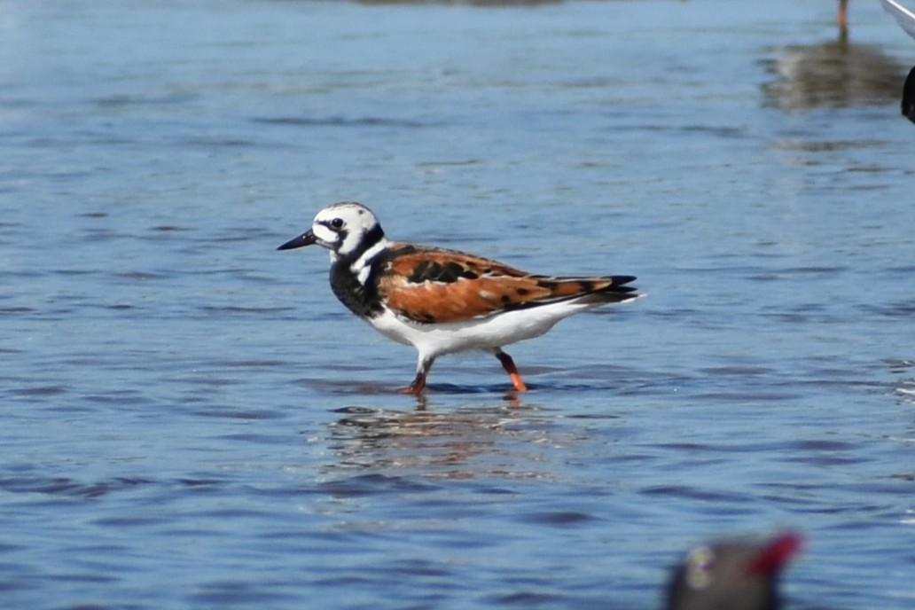 Ruddy Turnstone - ML636205446