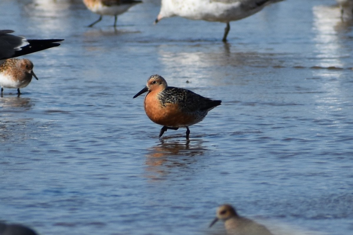 Red Knot - ML636205455