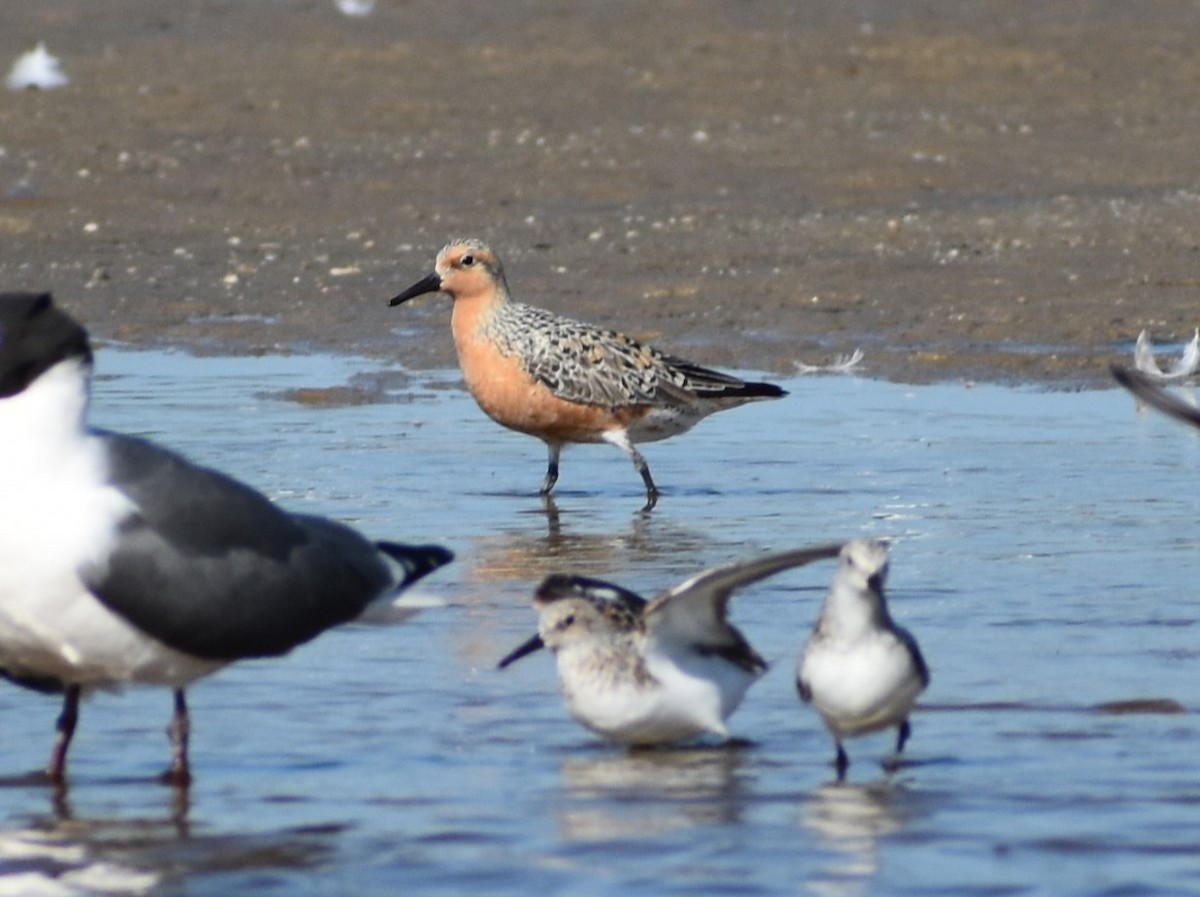 Red Knot - ML636205466