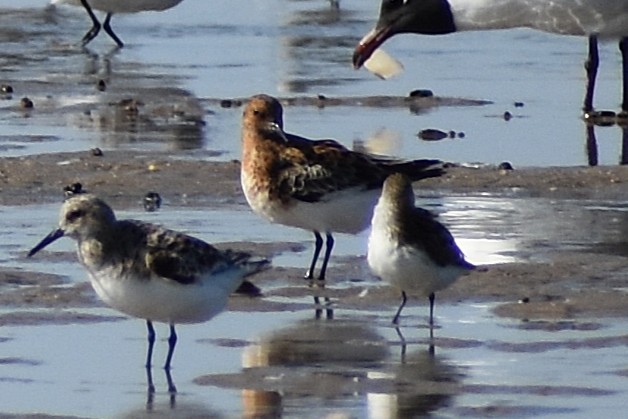 Sanderling - ML636205469
