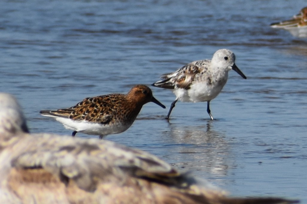 Sanderling - ML636205474