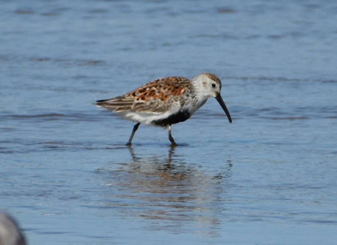 Dunlin - ML636205475