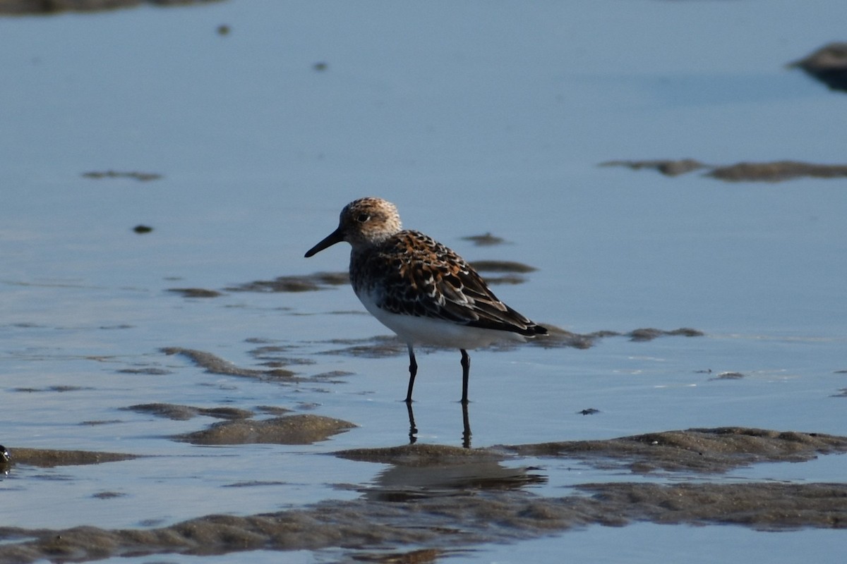 Semipalmated Sandpiper - ML636205482