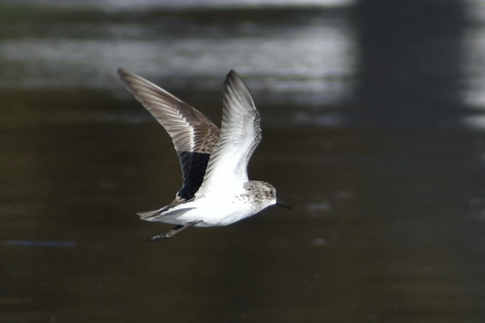 Semipalmated Sandpiper - ML636205491