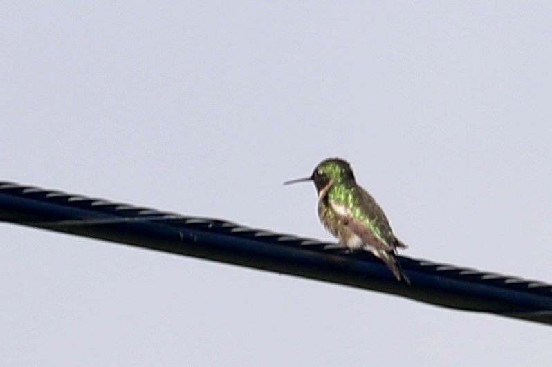 Colibri à gorge rubis - ML636205513