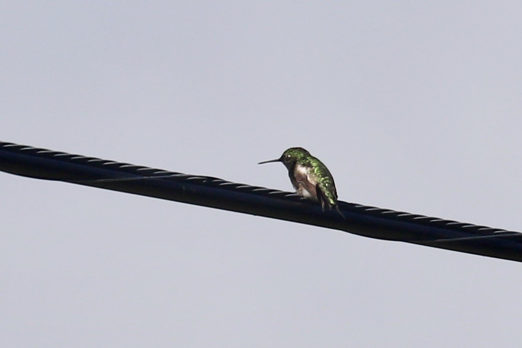 Colibri à gorge rubis - ML636205514