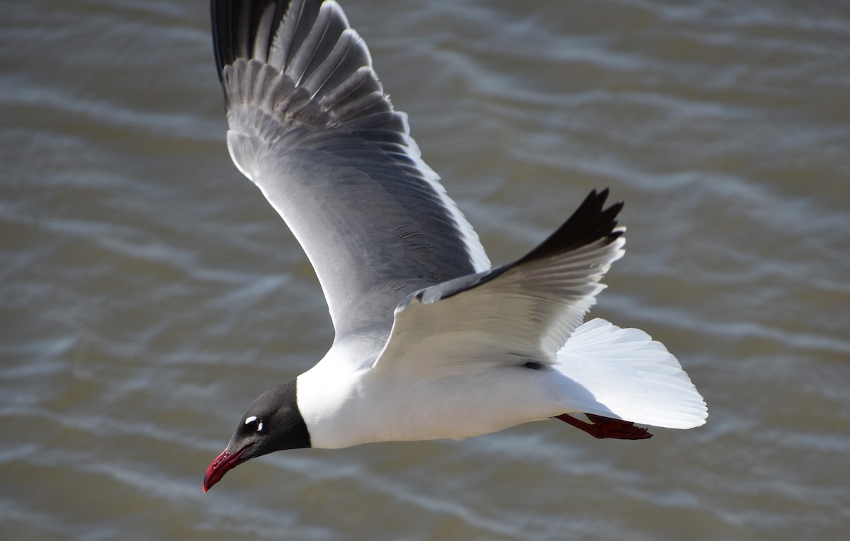 Laughing Gull - ML636205536