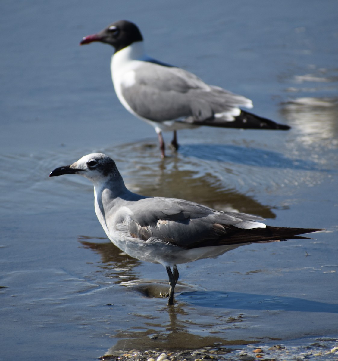 Laughing Gull - ML636205545