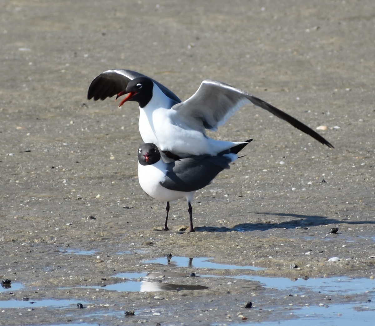 Laughing Gull - ML636205550