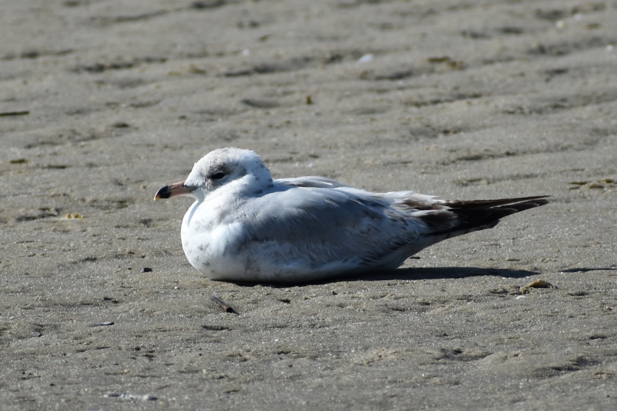 Ring-billed Gull - ML636205567