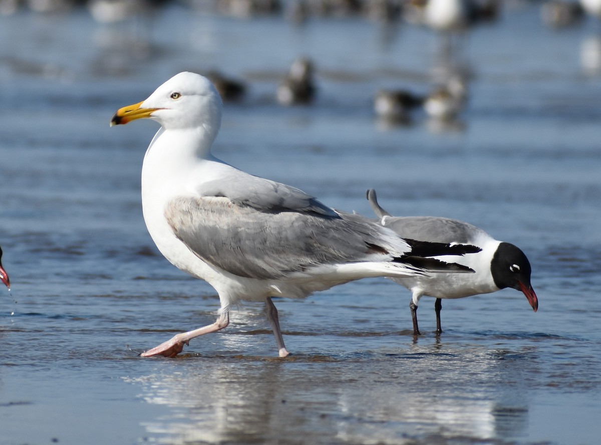 American Herring Gull - ML636205584