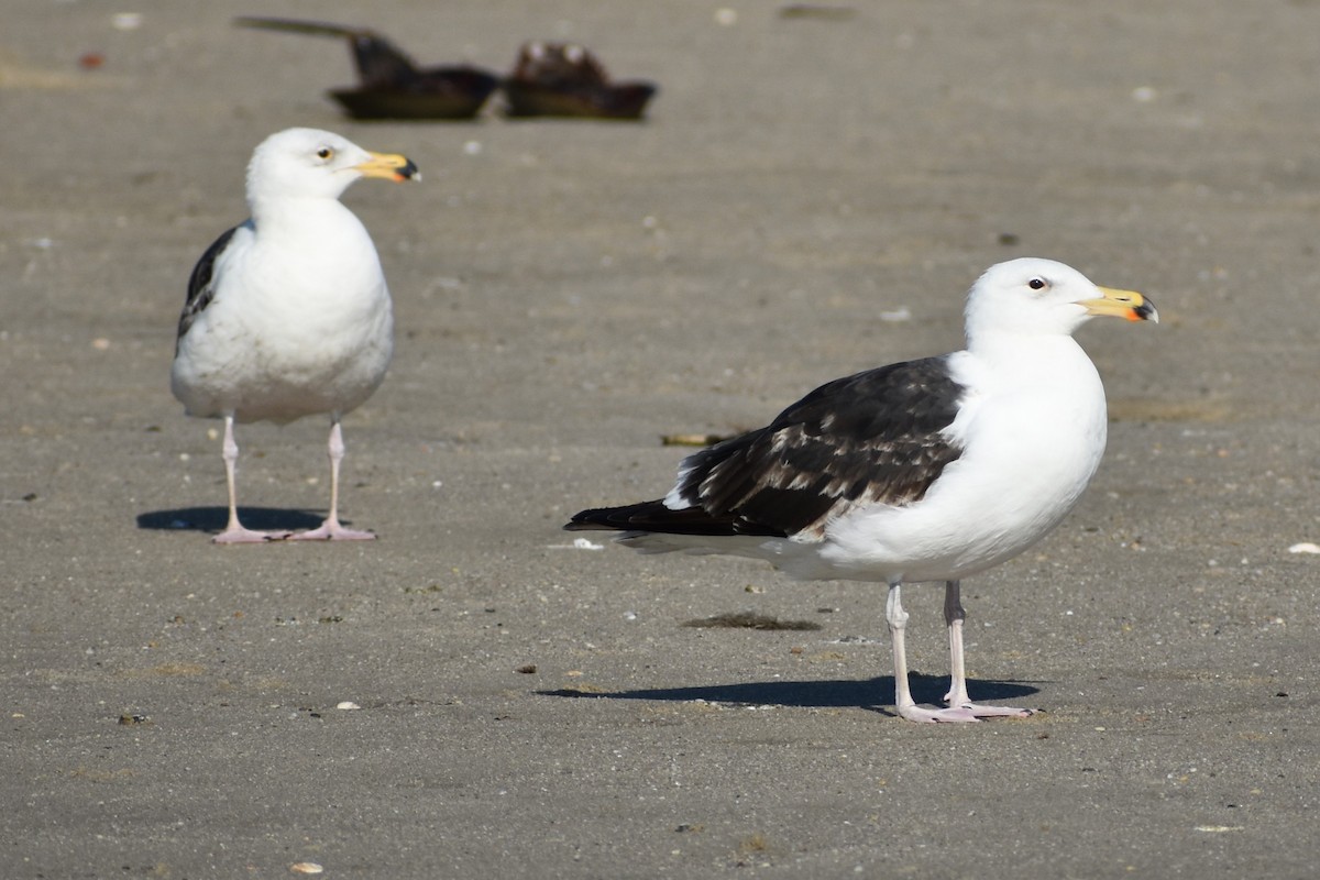 Great Black-backed Gull - ML636205592