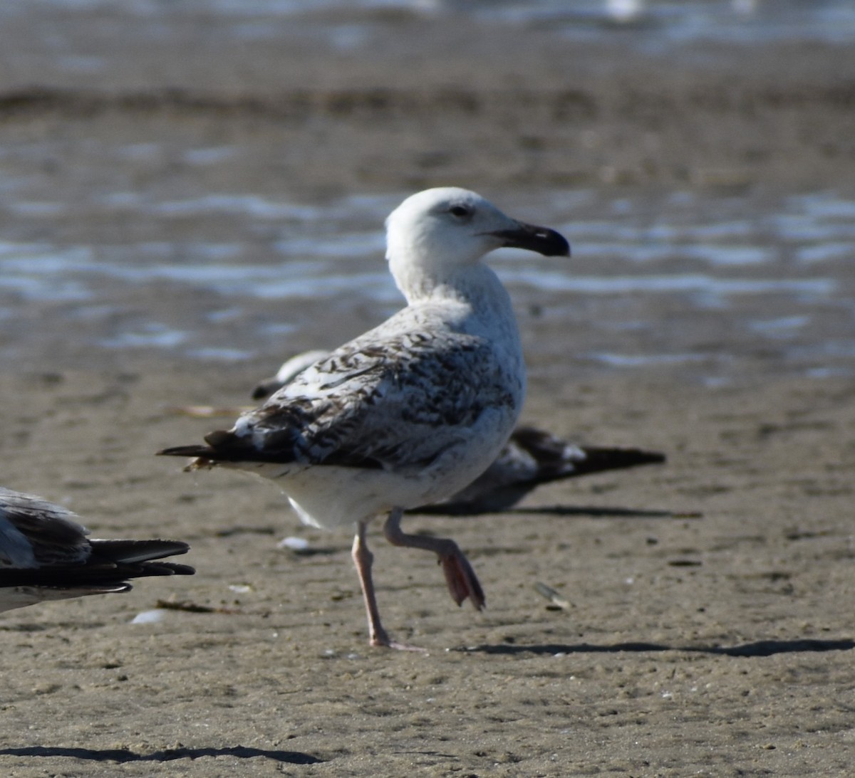 Great Black-backed Gull - ML636205601