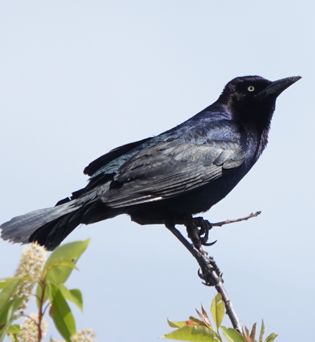 Boat-tailed Grackle - ML636205637