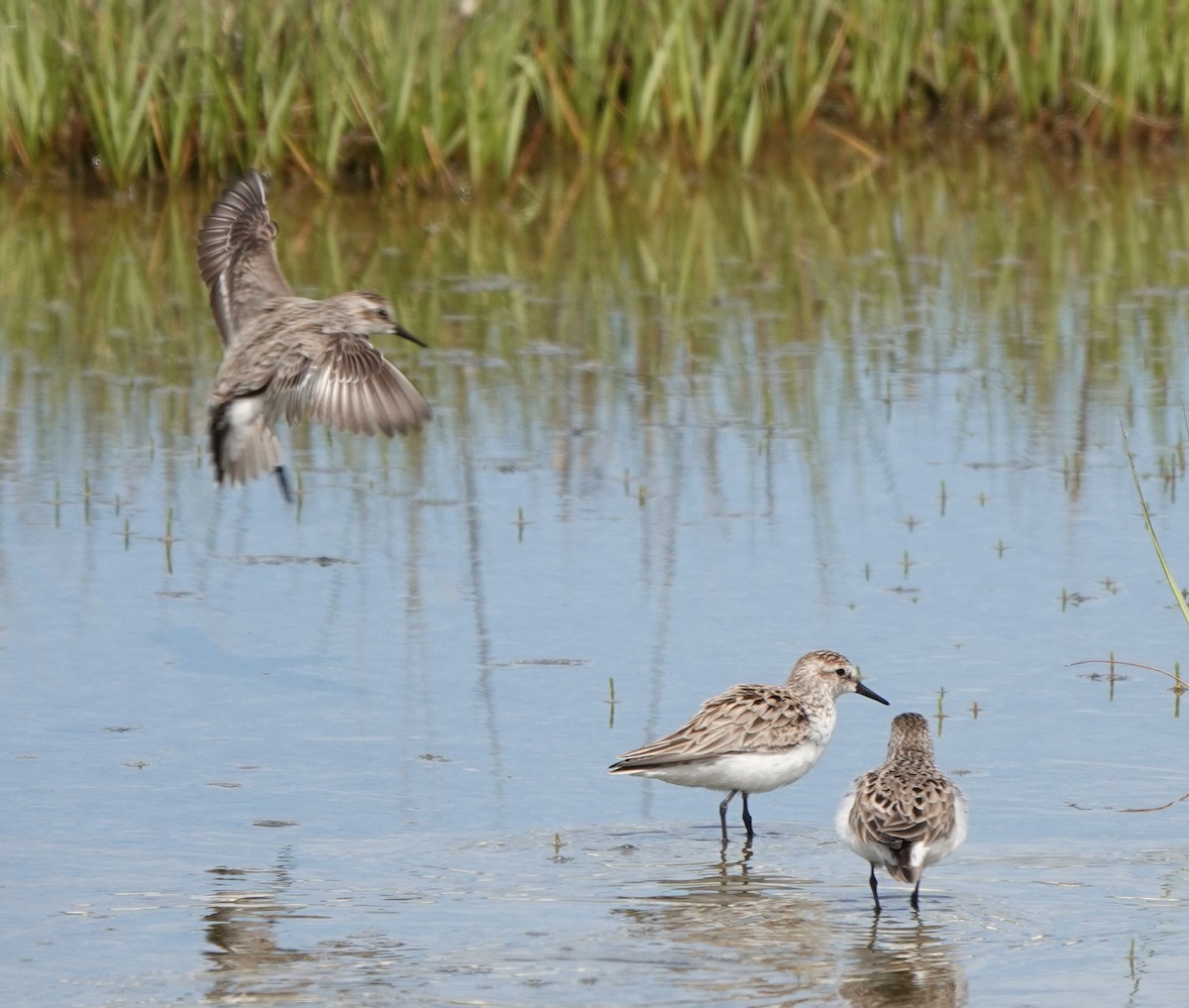 Semipalmated Sandpiper - ML636205658