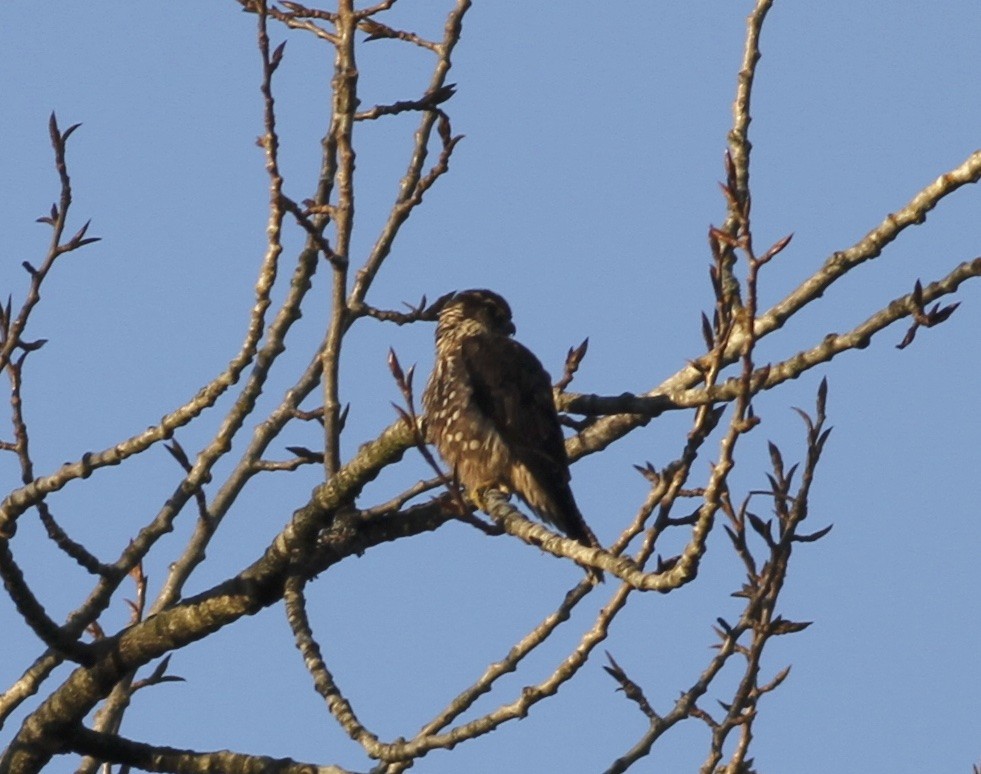 Faucon émerillon - ML63620571