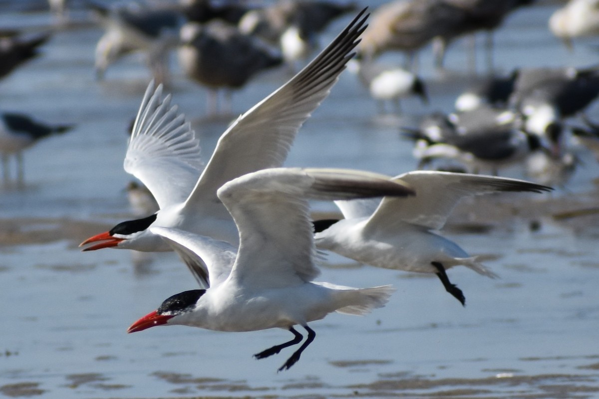 Caspian Tern - ML636205767
