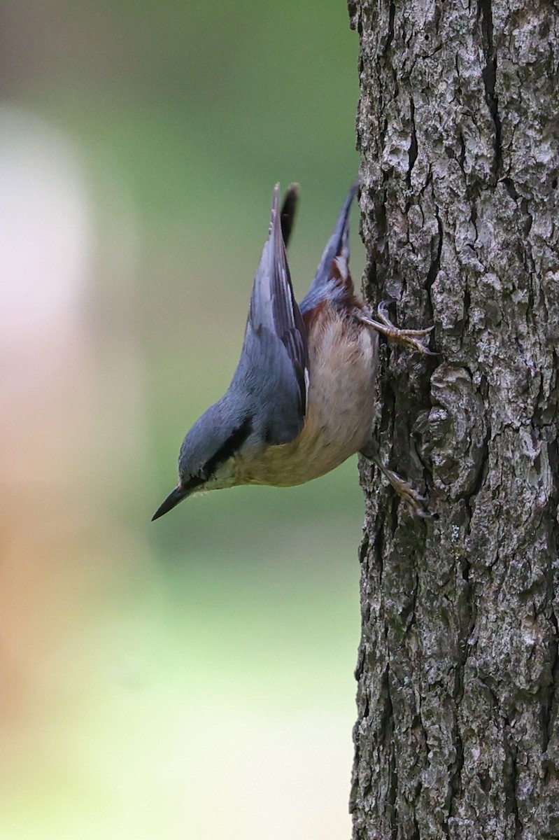 Eurasian Nuthatch (Western) - ML636205771