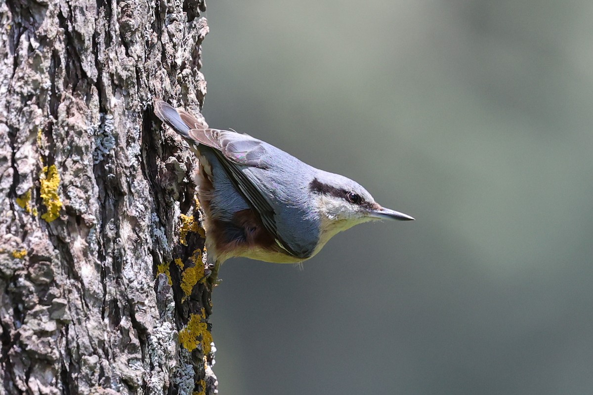 Eurasian Nuthatch (Western) - ML636205772