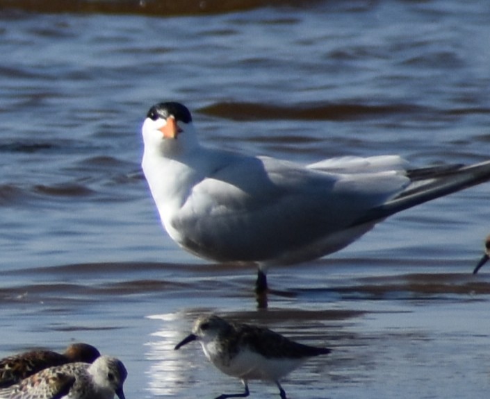 Royal Tern - ML636205780