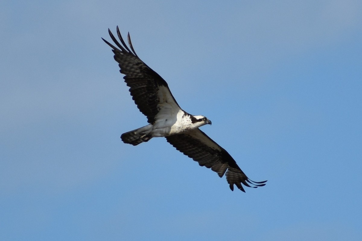 Osprey - ML636205791