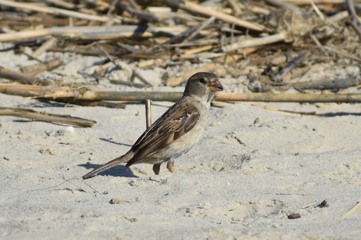 House Sparrow - ML636205805