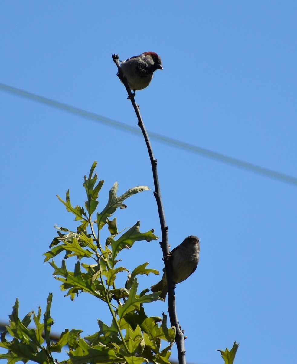 House Sparrow - ML636205811