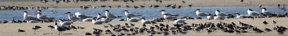 Caspian Tern - ML636205850