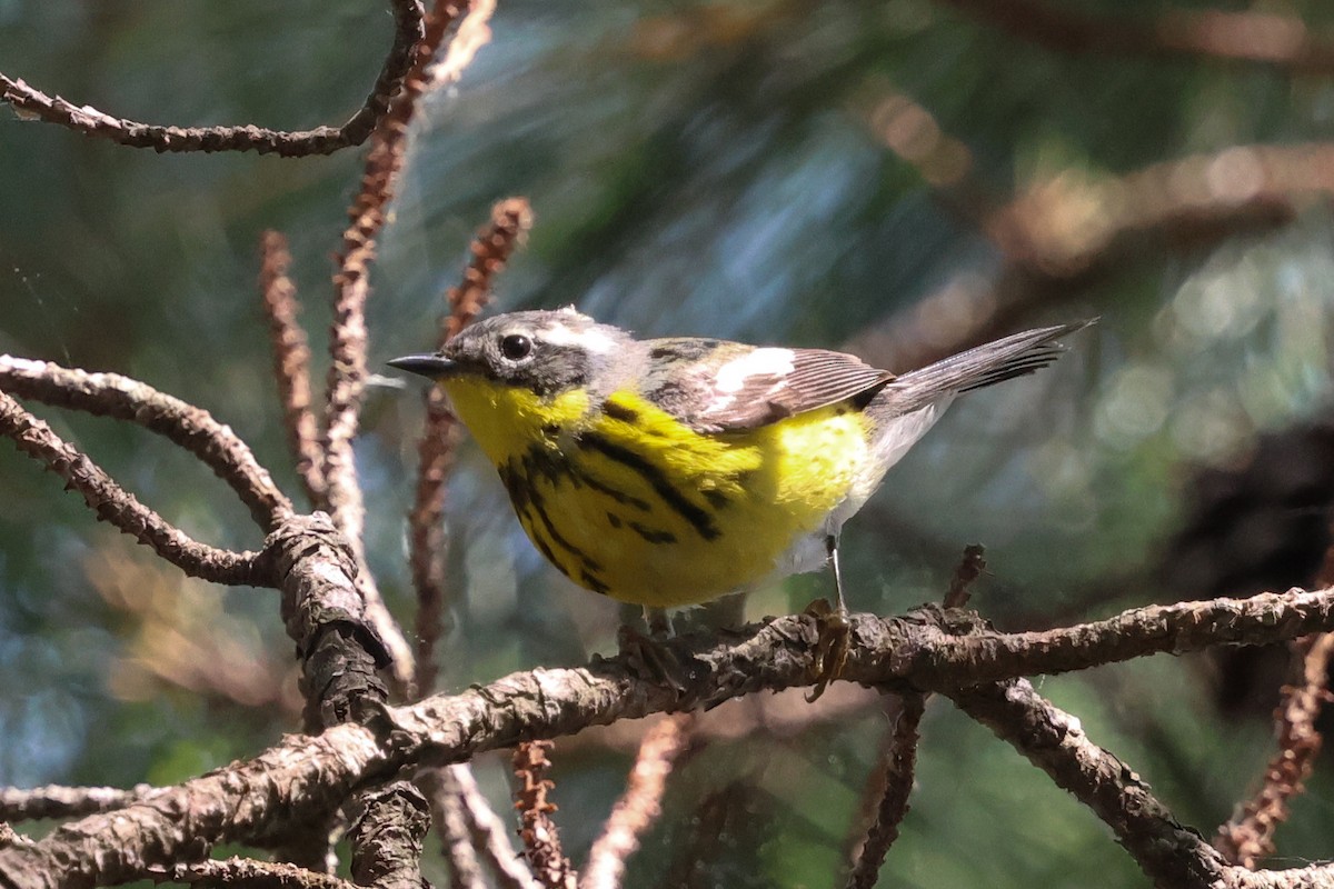 eBird Checklist - 20 May 2025 - Alligator River NWR--Creef Cut Wildlife ...