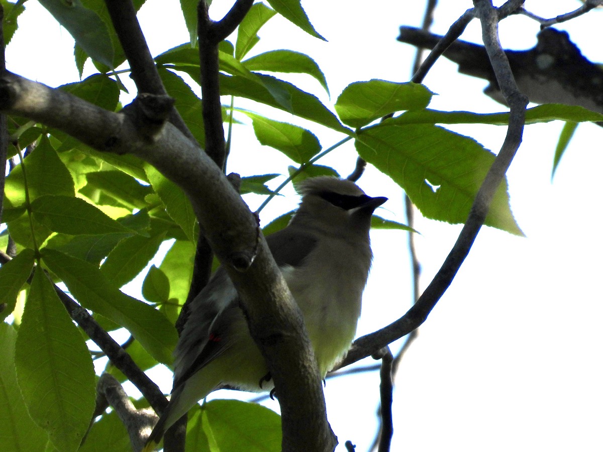 Cedar Waxwing - ML636205939