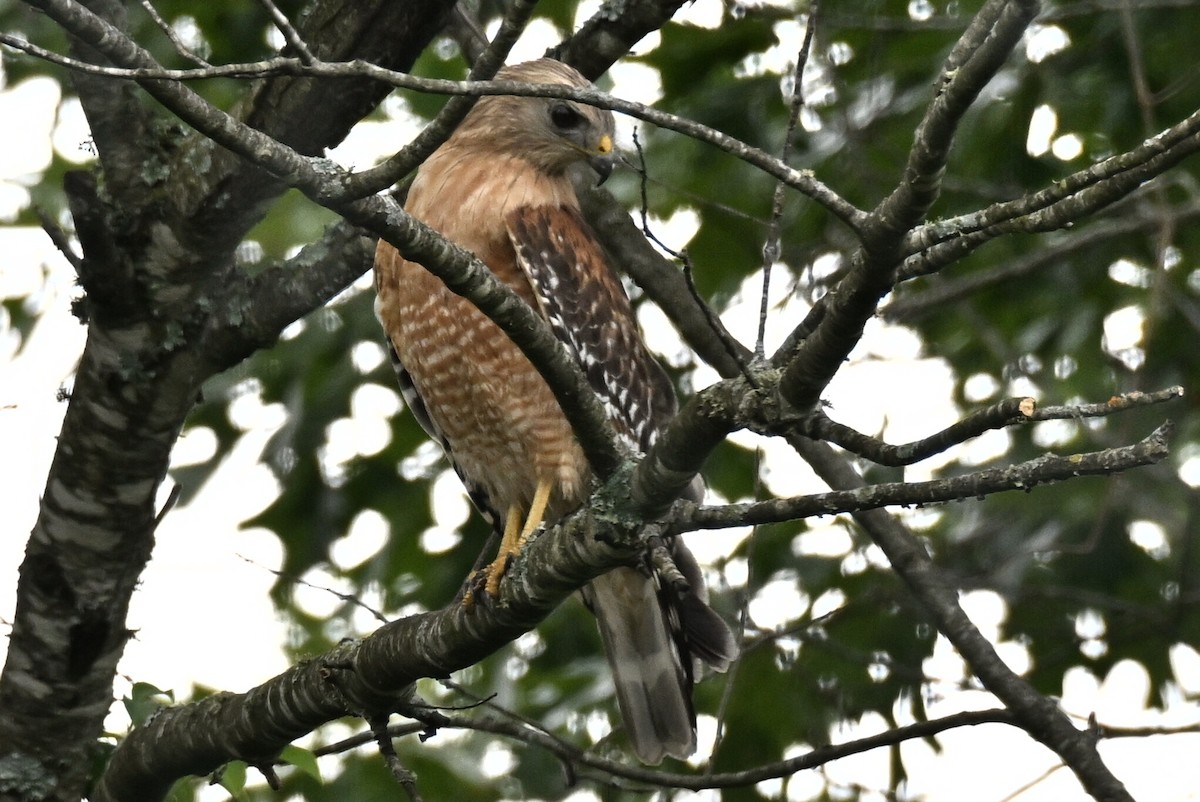 Red-shouldered Hawk - ML636206025