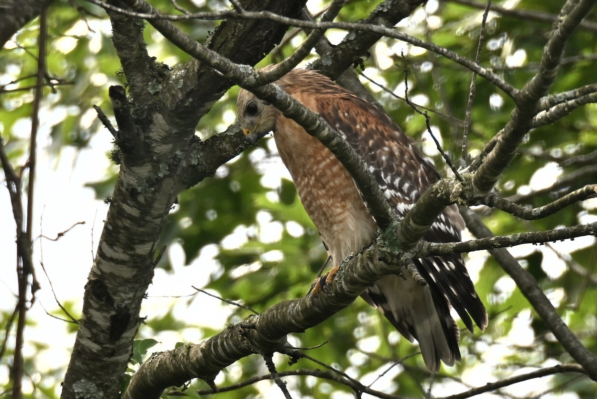 Red-shouldered Hawk - ML636206026