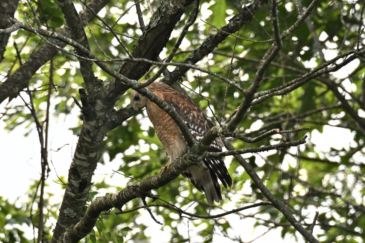 Red-shouldered Hawk - ML636206028
